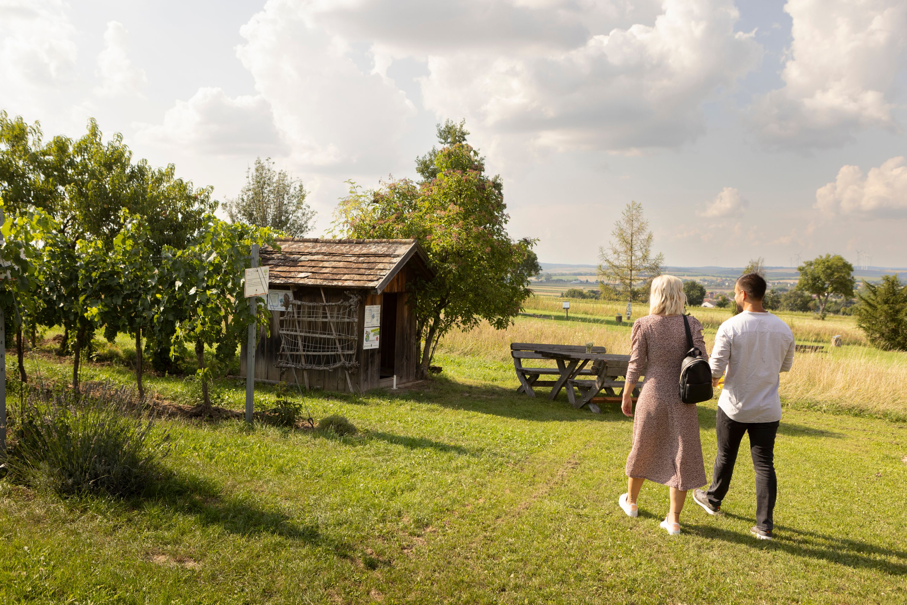 Two people walk through a vineyard in Kettlasbrunn in sunny weather.