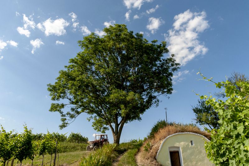 Ein großer Baum neben einer kleinen, grasbedeckten Hütte in einer ländlichen Umgebung mit einem Traktor im Hintergrund.