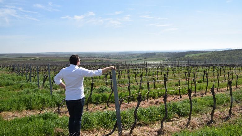 Person in weißem Hemd steht in einem Weinberg und blickt in die Ferne.