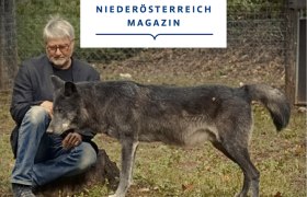 Wölfe des Wolf Science Center, © BUERO.BAND / Magda Bauer