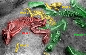 Rest eines bronzezeitlichen Zoos? Hirsch- und Wolfsskelette auf der Ausgrabung, © Landessammlungen Niederösterreich; Bearbeitung: Erich Pucher
