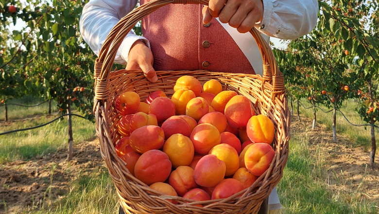 Wein trifft Marille, &copy; Vino Versum