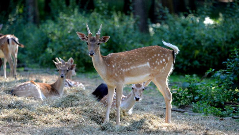 Wild, © Weinviertel Tourismus / Herbst