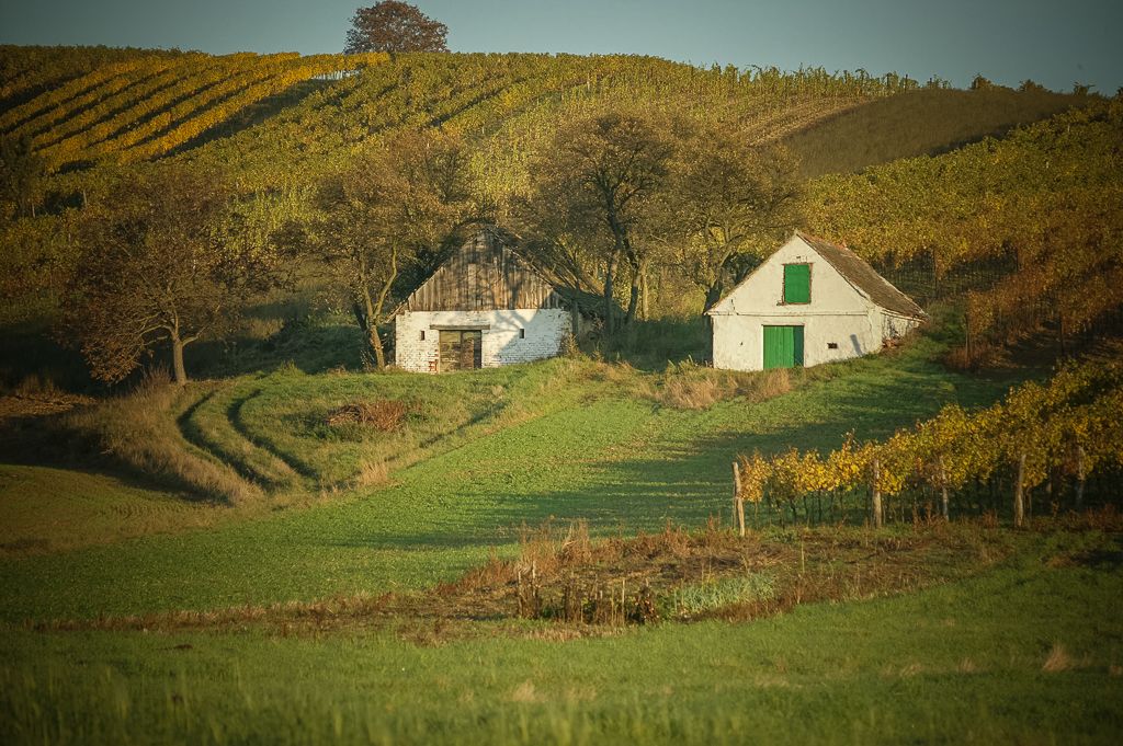 Dvě malé bílé budovy obklopené vinicemi a zelenými poli.