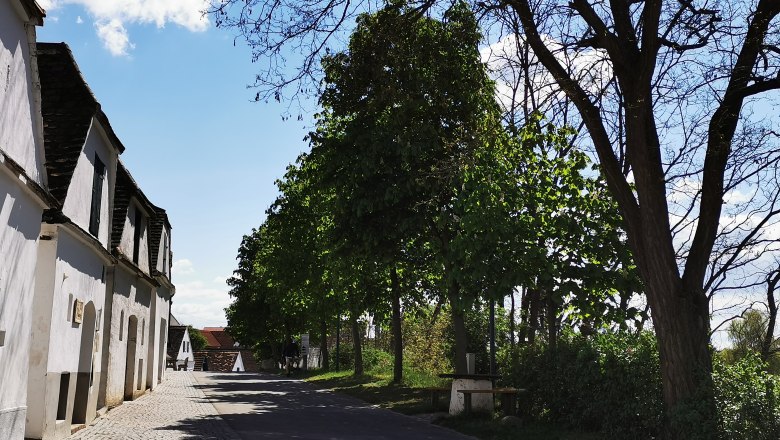 Kellergasse in Mailberg mit B&auml;umen und blauem Himmel.