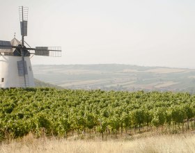 Výletní cíle, © Retzer Land / Astrid Bartl