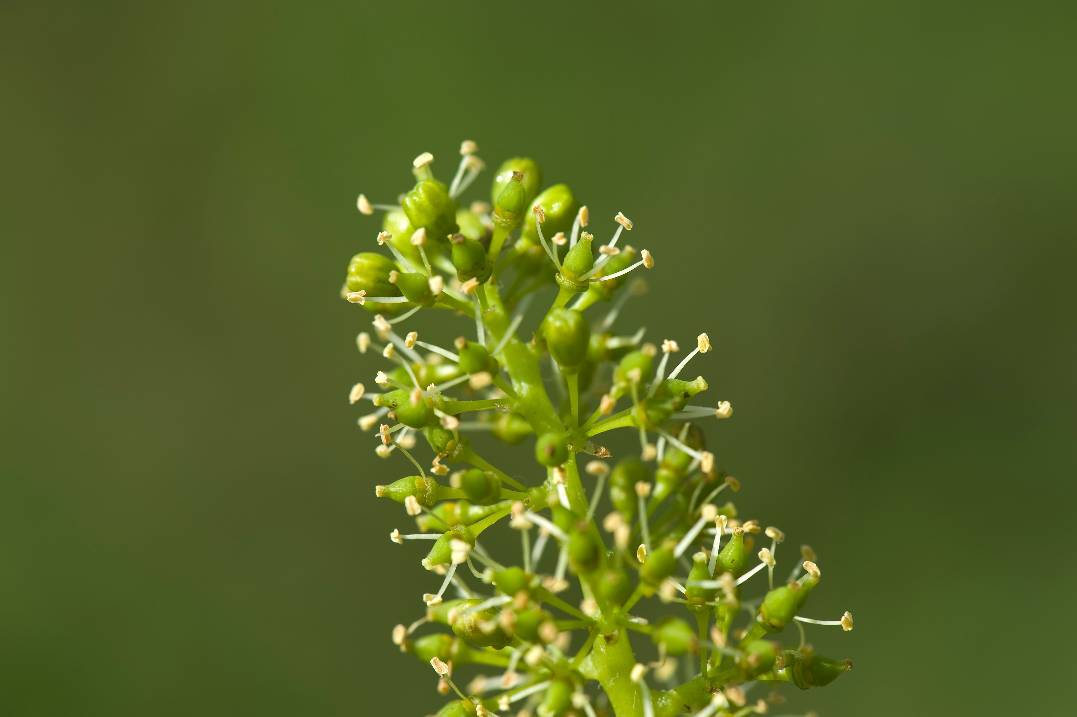 Close-up of a green plant flower with small buds and stamens against a blurred background.