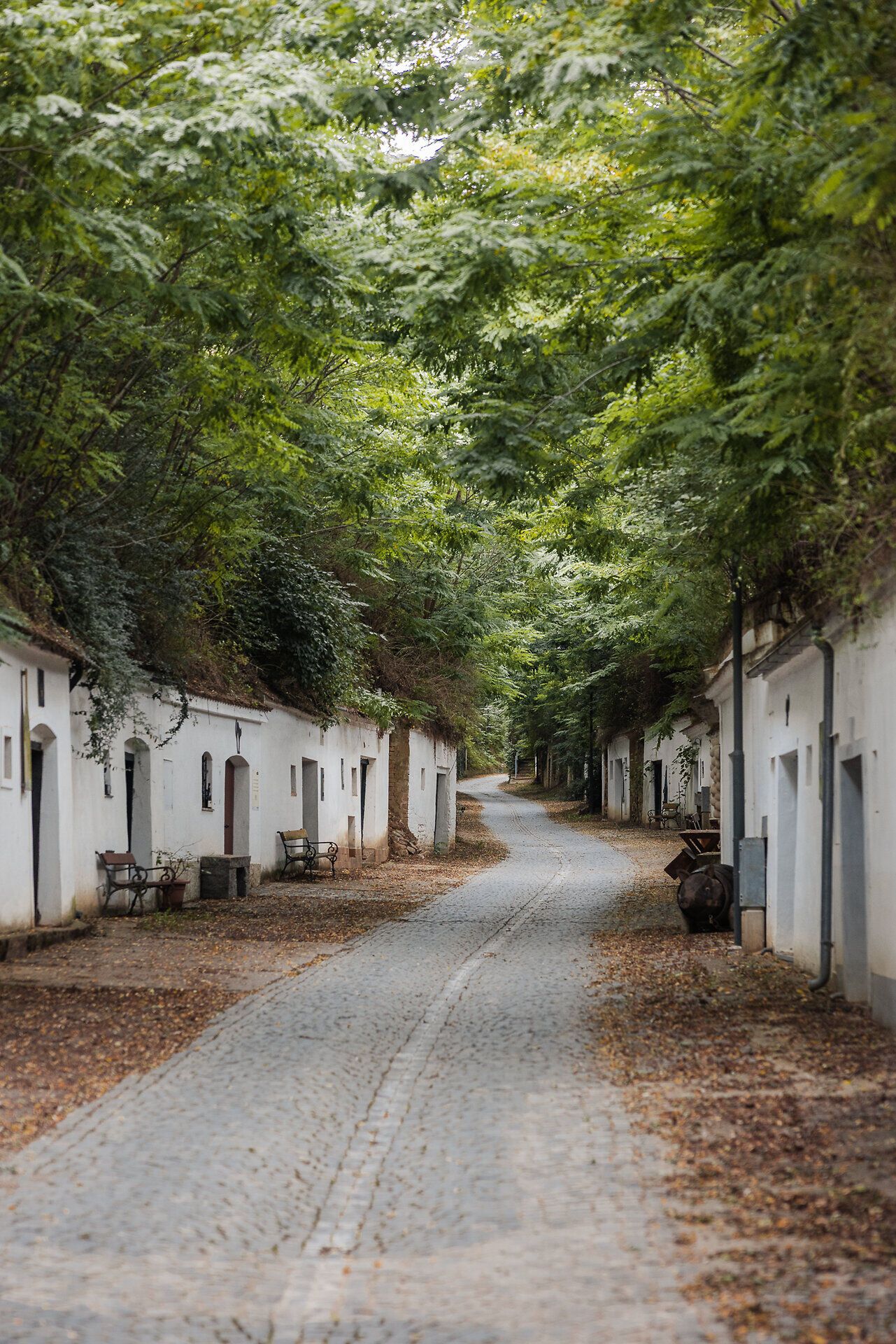 Eine Hohlwegkellergasse mit Kopfsteinpflaster ist mit Robinien überwachsen, weiß gekalkte Keller liegen links und rechts im Löss.