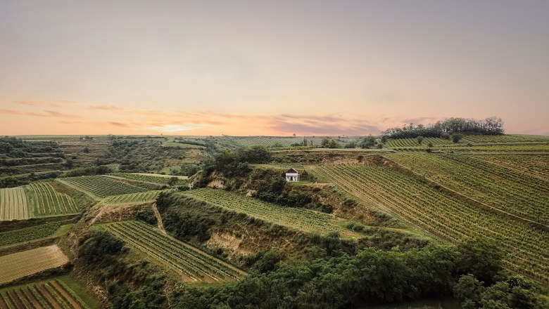 Vineyards at sunset with a small building in the middle.