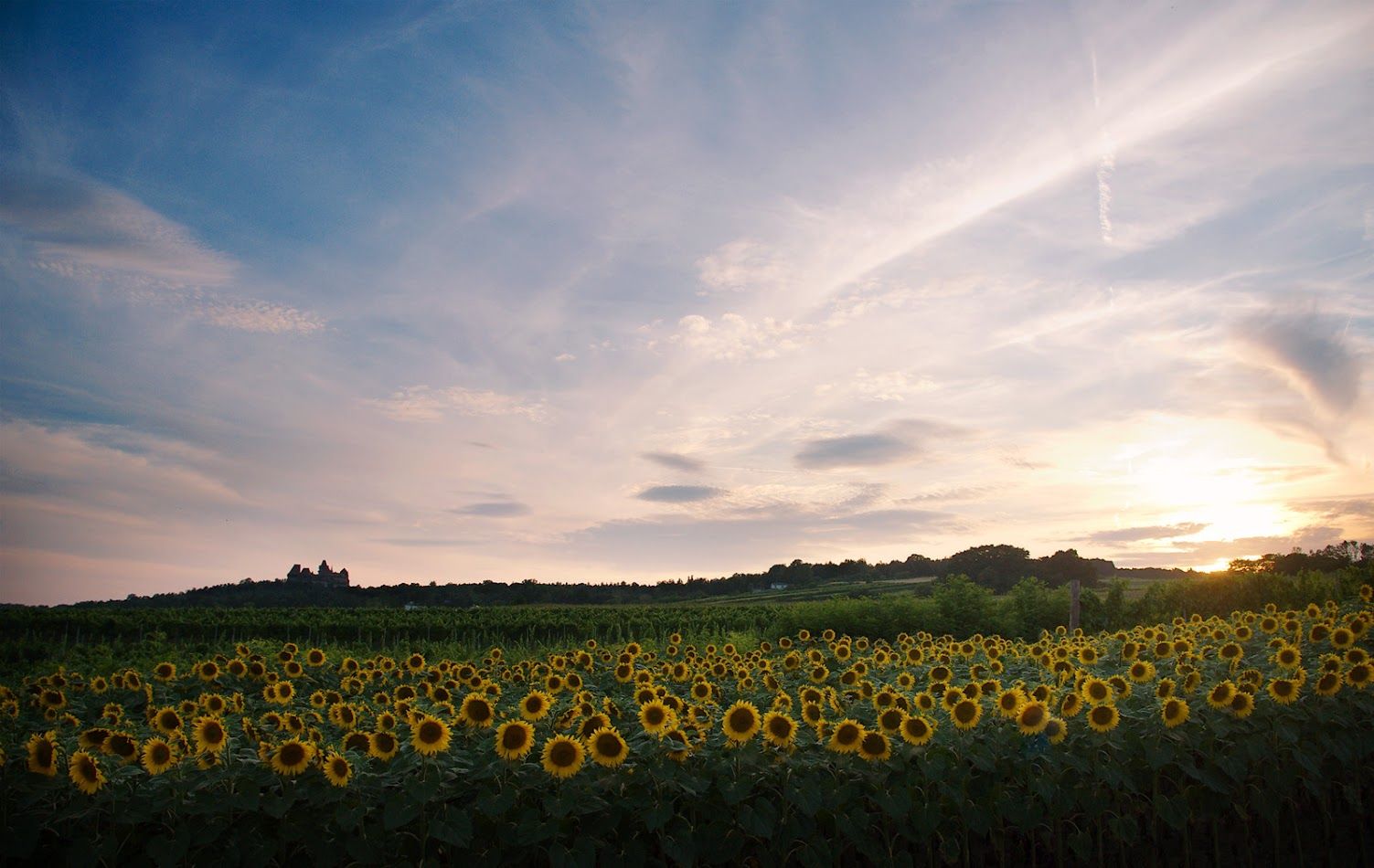 Sonnenblumenfeld mit Burg Kreuzenstein im Hintergrund bei Sonnenuntergang.