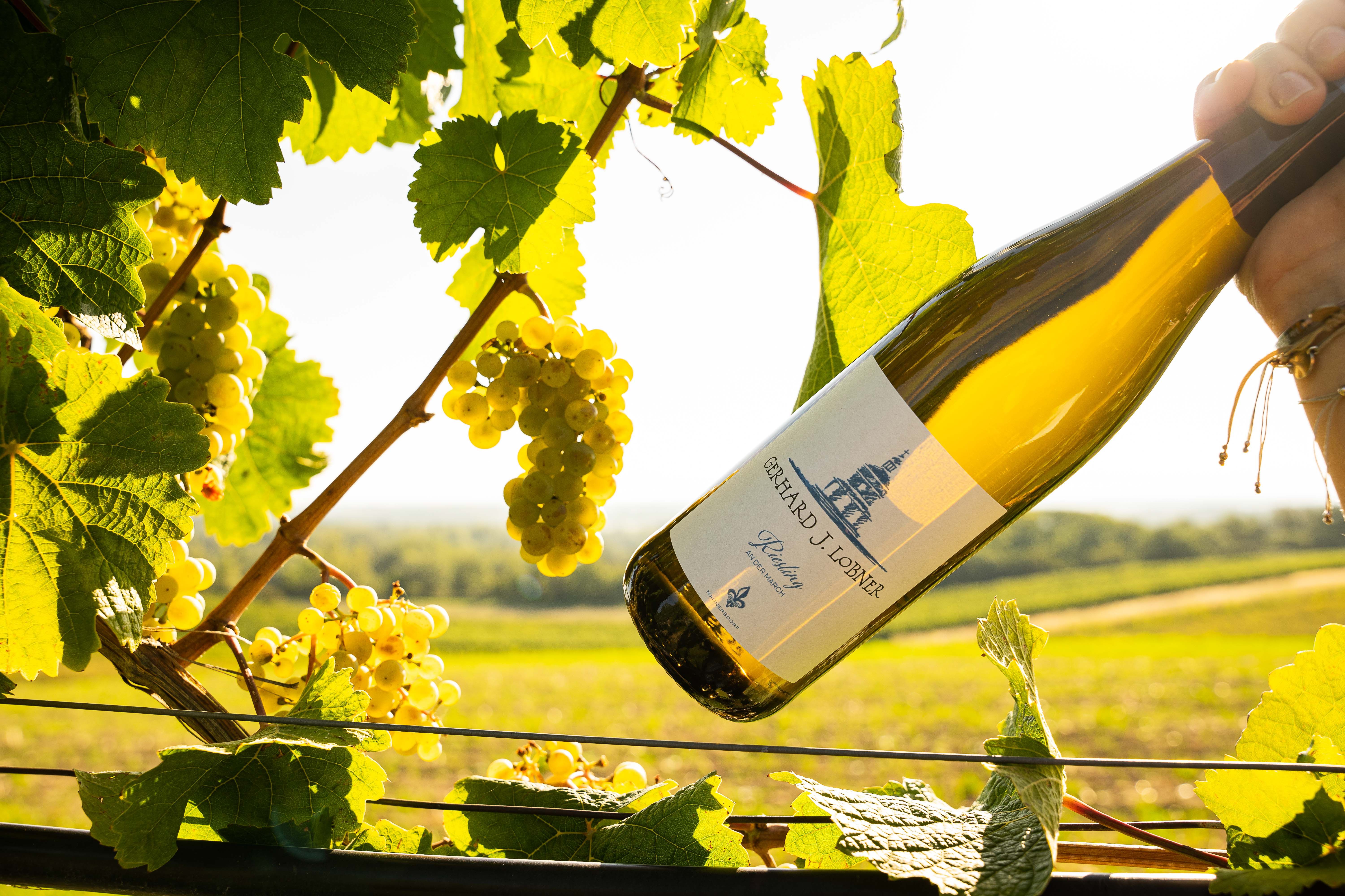 Wine bottle in a vineyard with grapes and leaves in the sunlight.
