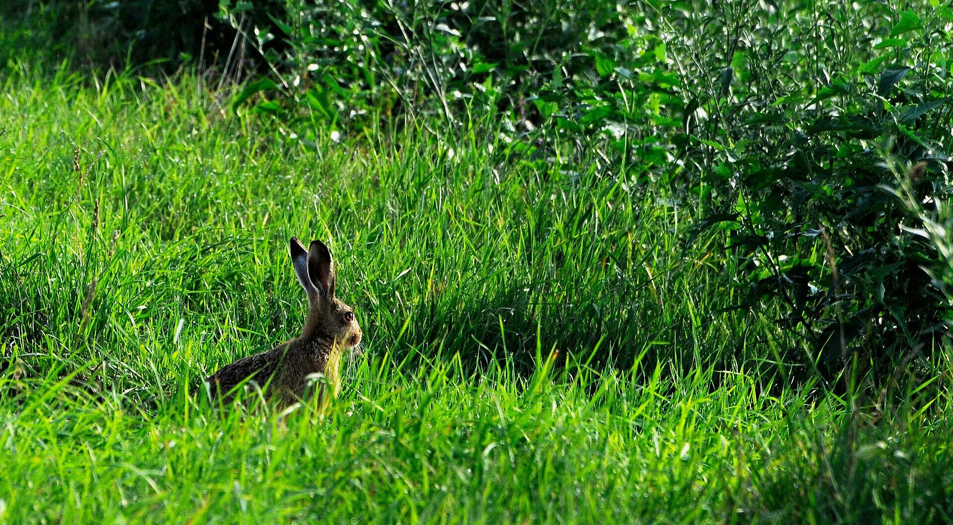 In der sanften, grünen Wiese sitzt ein scheuer Hase und genießt die Ruhe der Natur. Umgeben von üppigem Gras und zarten Pflanzen strahlt die Landschaft eine friedliche Atmosphäre aus, die zum Verweilen einlädt. Hier, wo die Natur in voller Pracht erblüht, wird jeder Moment zum unvergesslichen Erlebnis.