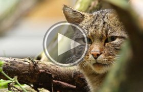 Wildkatzen im Nationalpark Thayatal, © NP Thayatal / Ch. Übl