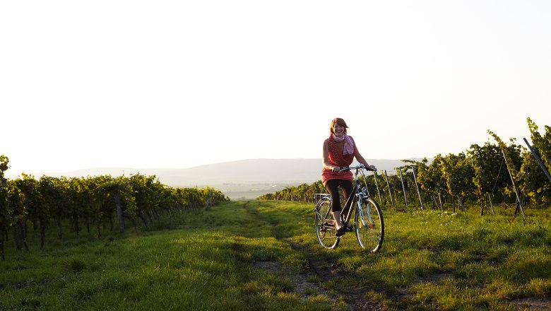 Person fährt Fahrrad durch einen Weinberg bei Sonnenuntergang.