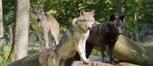 Wölfe im Wolf Science Center, © wolf science center / Peter Kaut