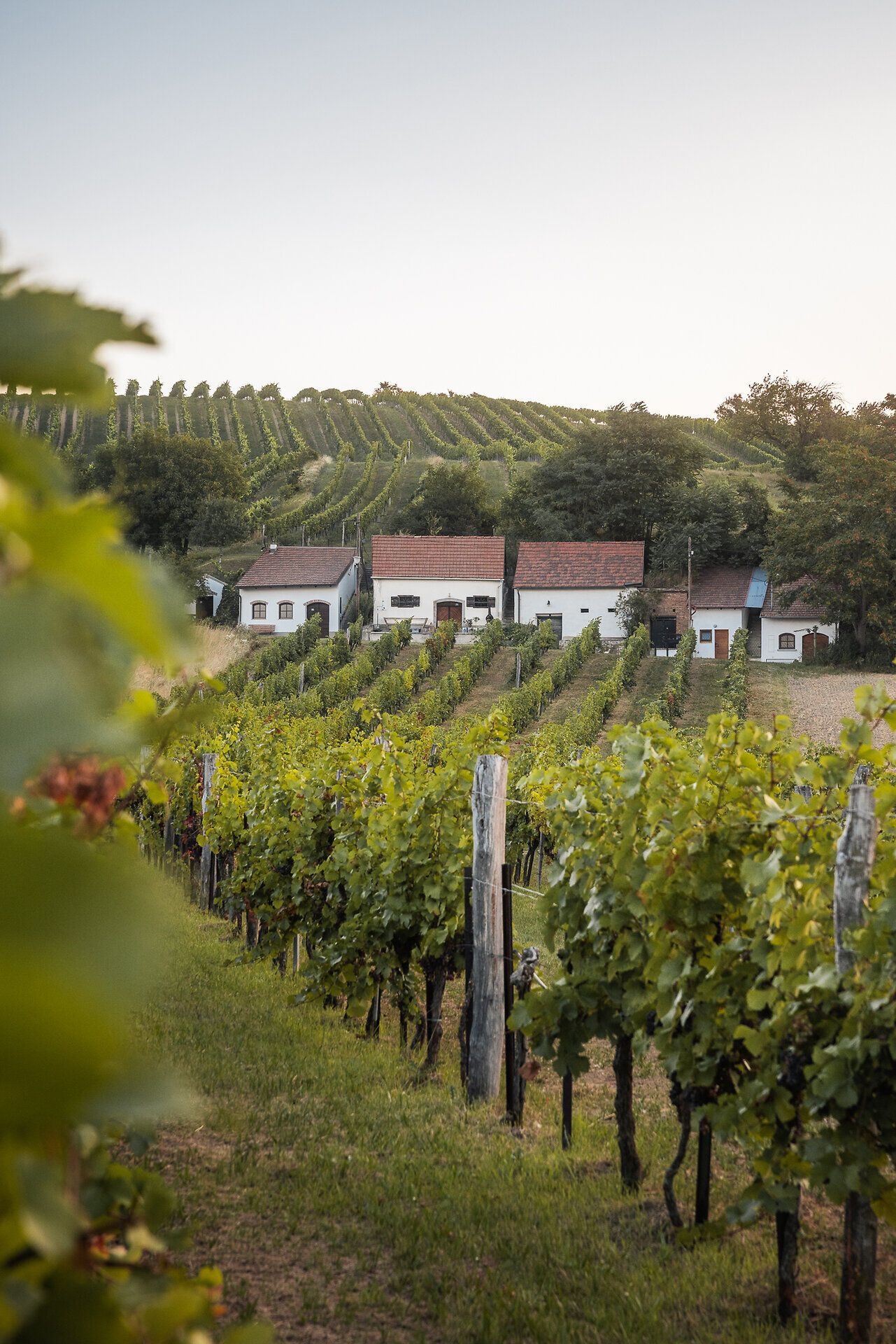 Durch das Weinlaub fällt der Blick auf Presshäuser und Keller, die sich zu einer einzeiligen Kellergasse aneinander reihen. Die Kellergasse liegt eingebettet in Weingärten.
