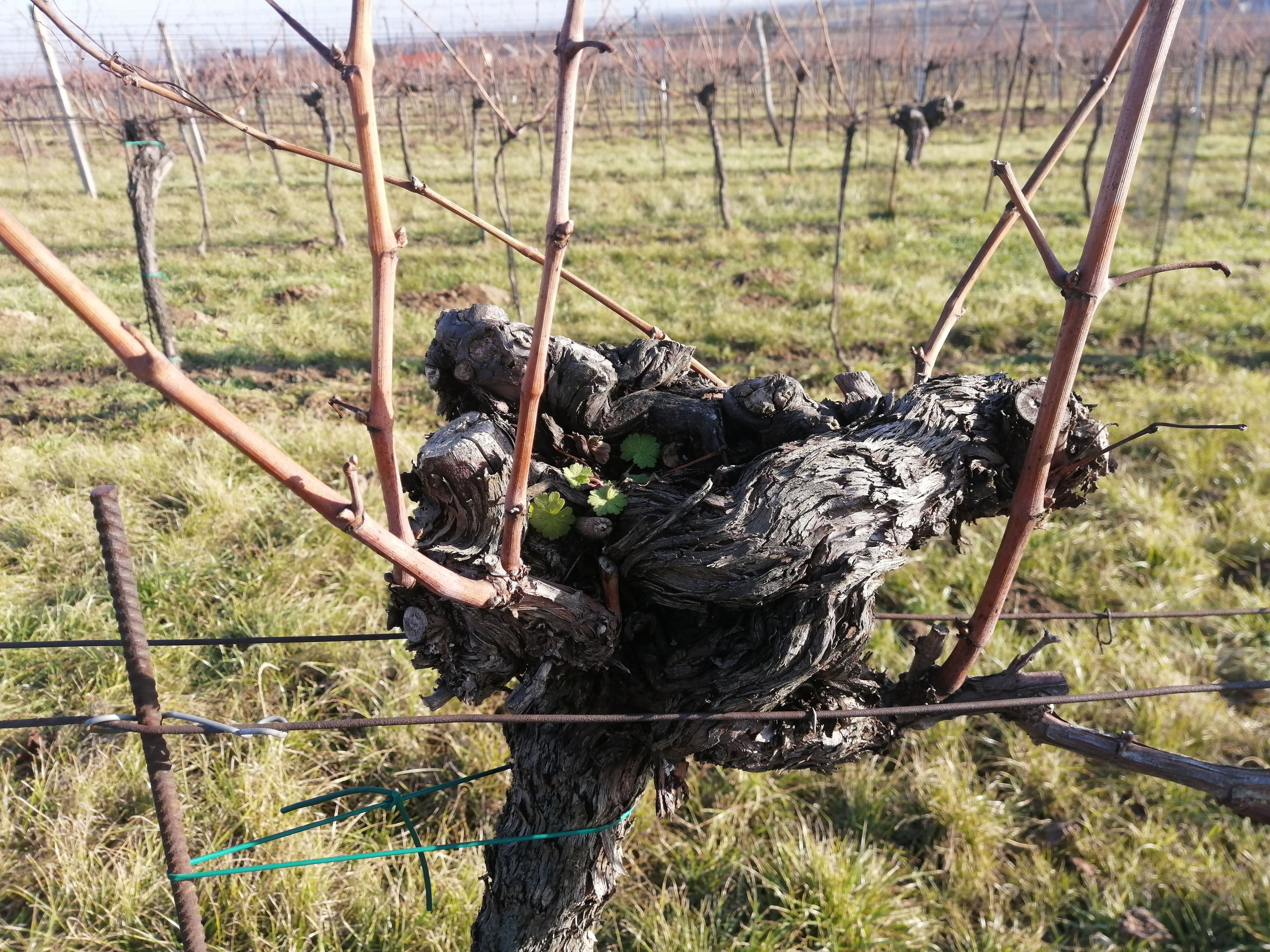 Nahaufnahme eines Weinstocks mit kahlen Reben in einem Weinberg.