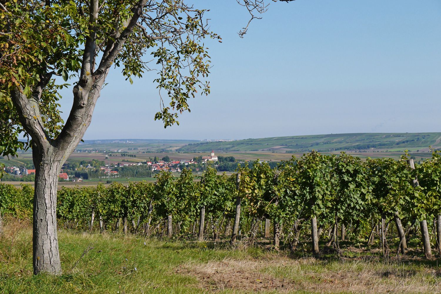 Blick auf Pfaffendorf mit Weinbergen im Vordergrund und einem Baum links.