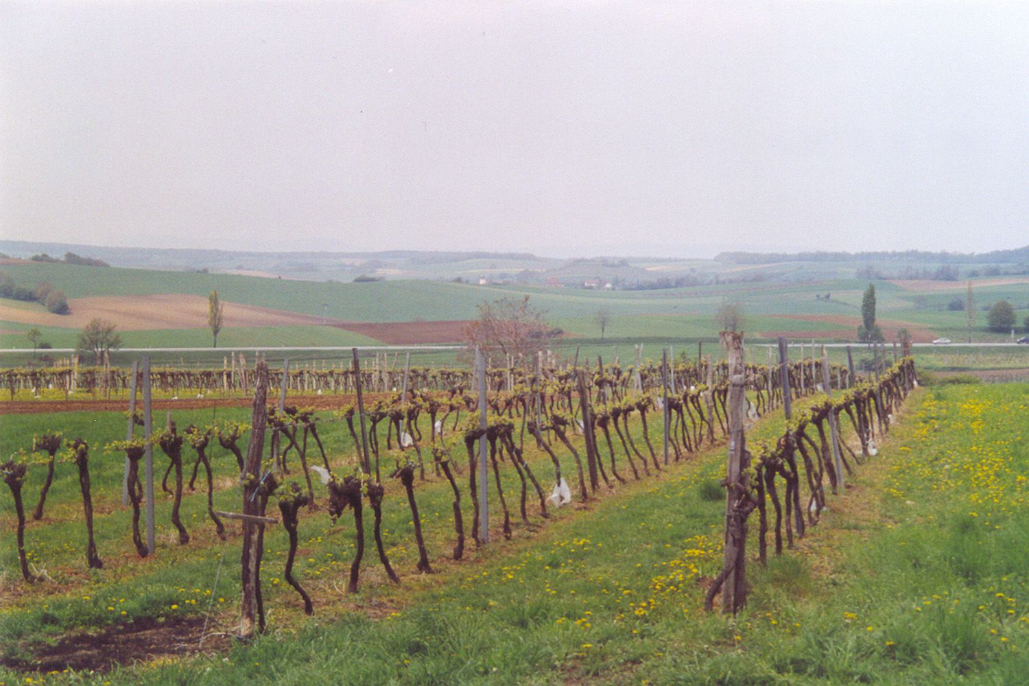 Weinreben in einer ländlichen Landschaft mit sanften Hügeln im Hintergrund.