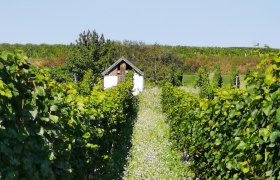 Weinberg mit Hiatah&uuml;tte am Ende eines mit Blumen bewachsenen Pfades.