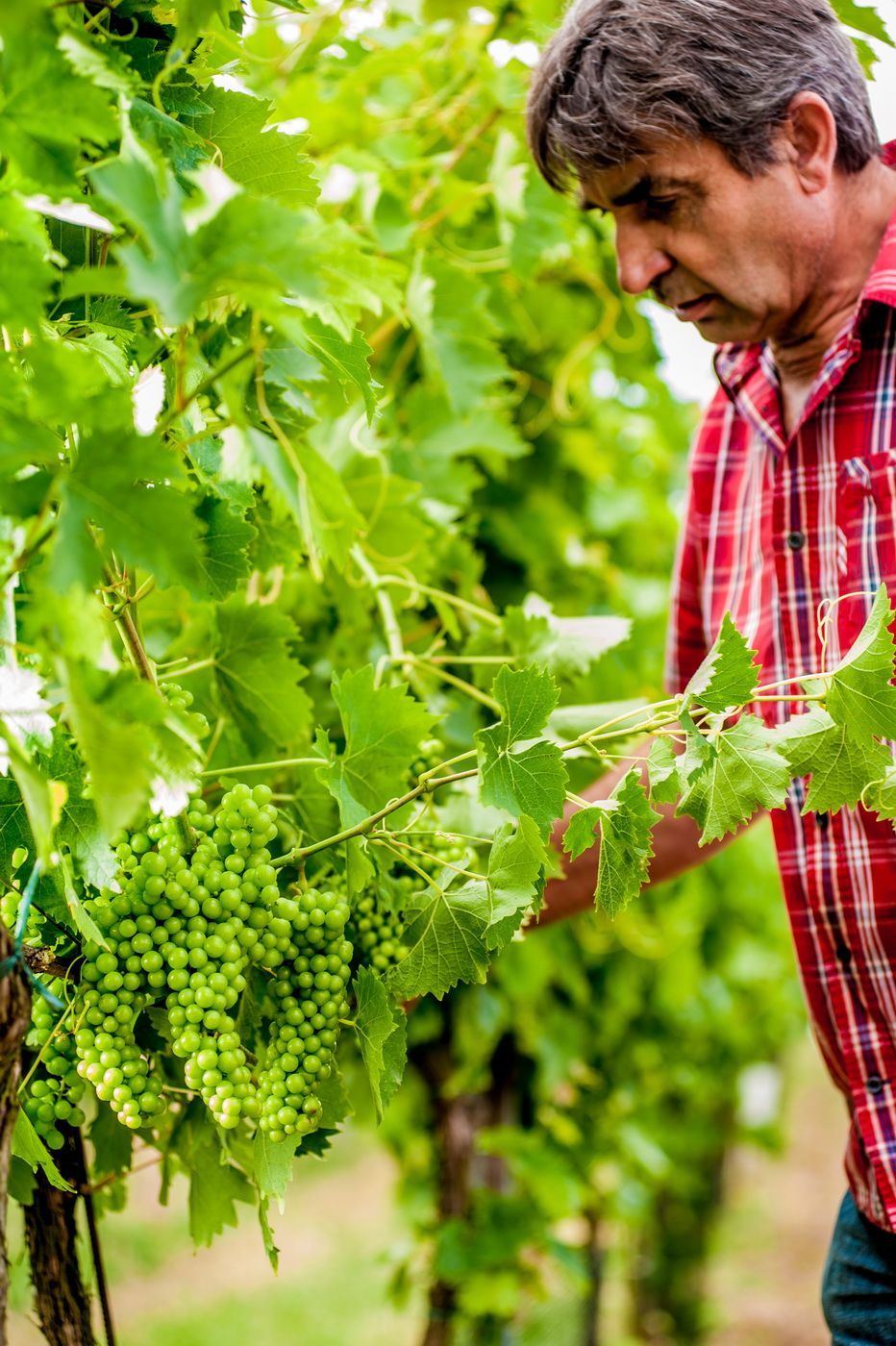 A man in a red checked shirt inspects green grapes on a vine.