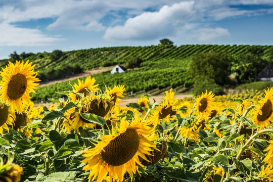 Sonnenblumen prägen die Landschaft ..., © Niederösterreich Werbung / Michael Liebert