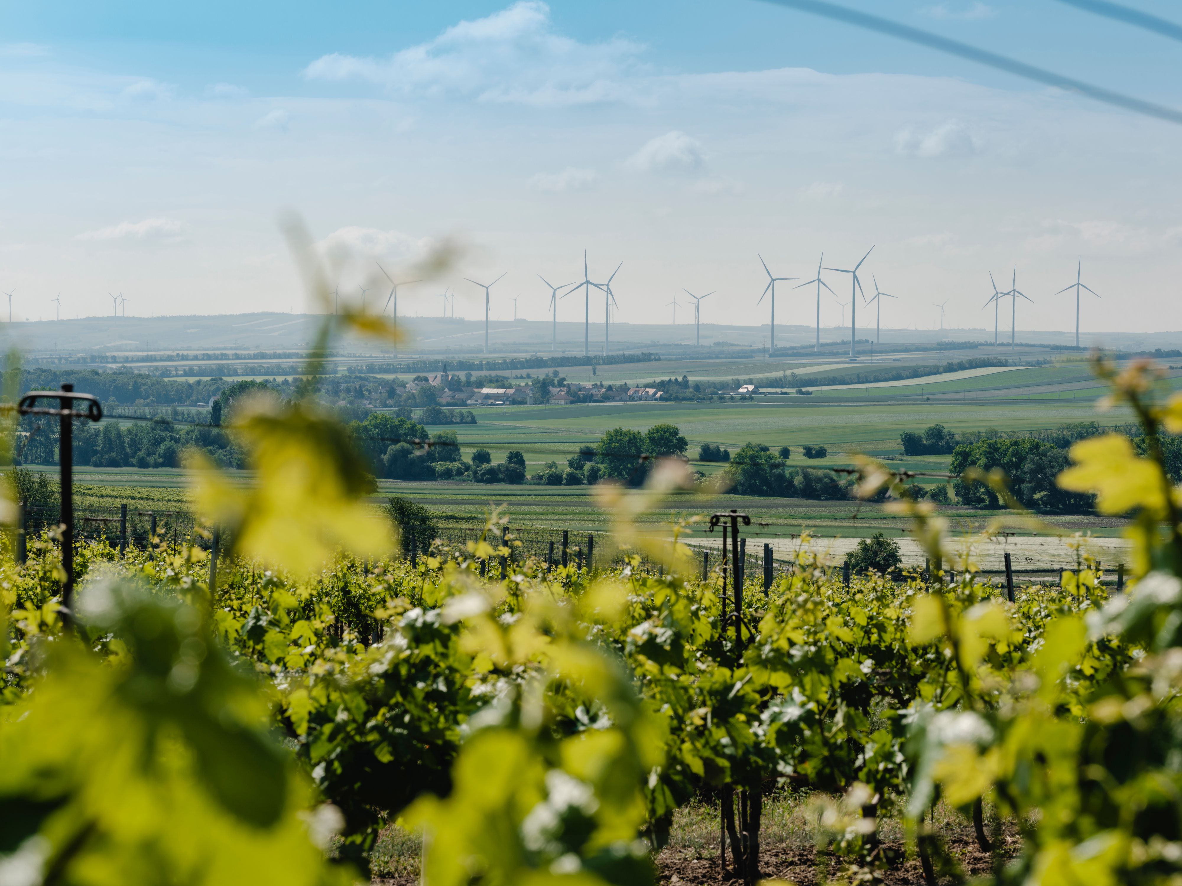 Vineyards in the foreground, wind turbines in the background on a hilly landscape.