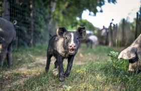 Schwein, © Weinviertel Tourismus / POV_Herbst
