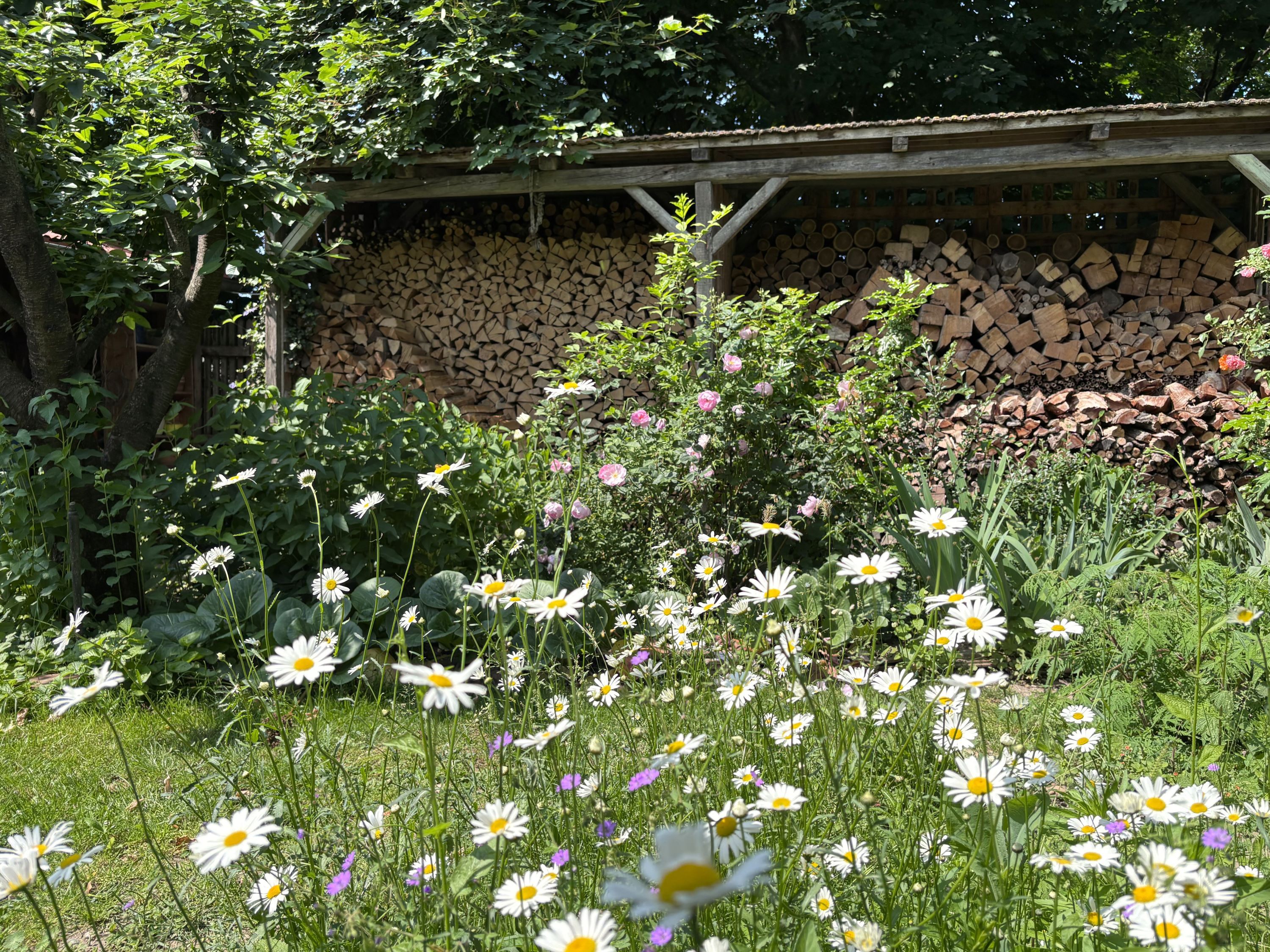 Ein blühender Garten mit Gänseblümchen und einem Holzstapel im Hintergrund.