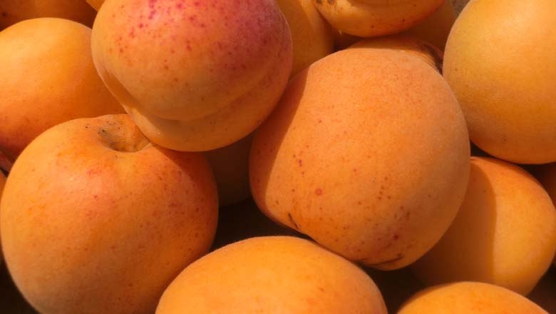 Apricots, © Weinviertel Tourismus