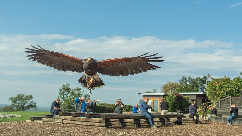 Ein Greifvogel fliegt direkt auf die Kamera zu, während Menschen im Hintergrund auf einer Bank sitzen und fotografieren.