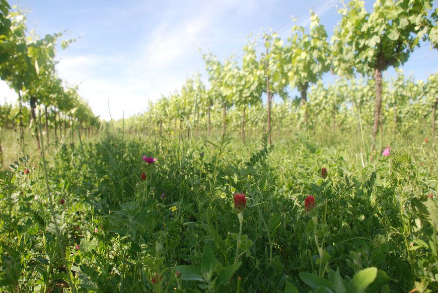 Weingarten mit grünen Reben und Wildblumen im Vordergrund.