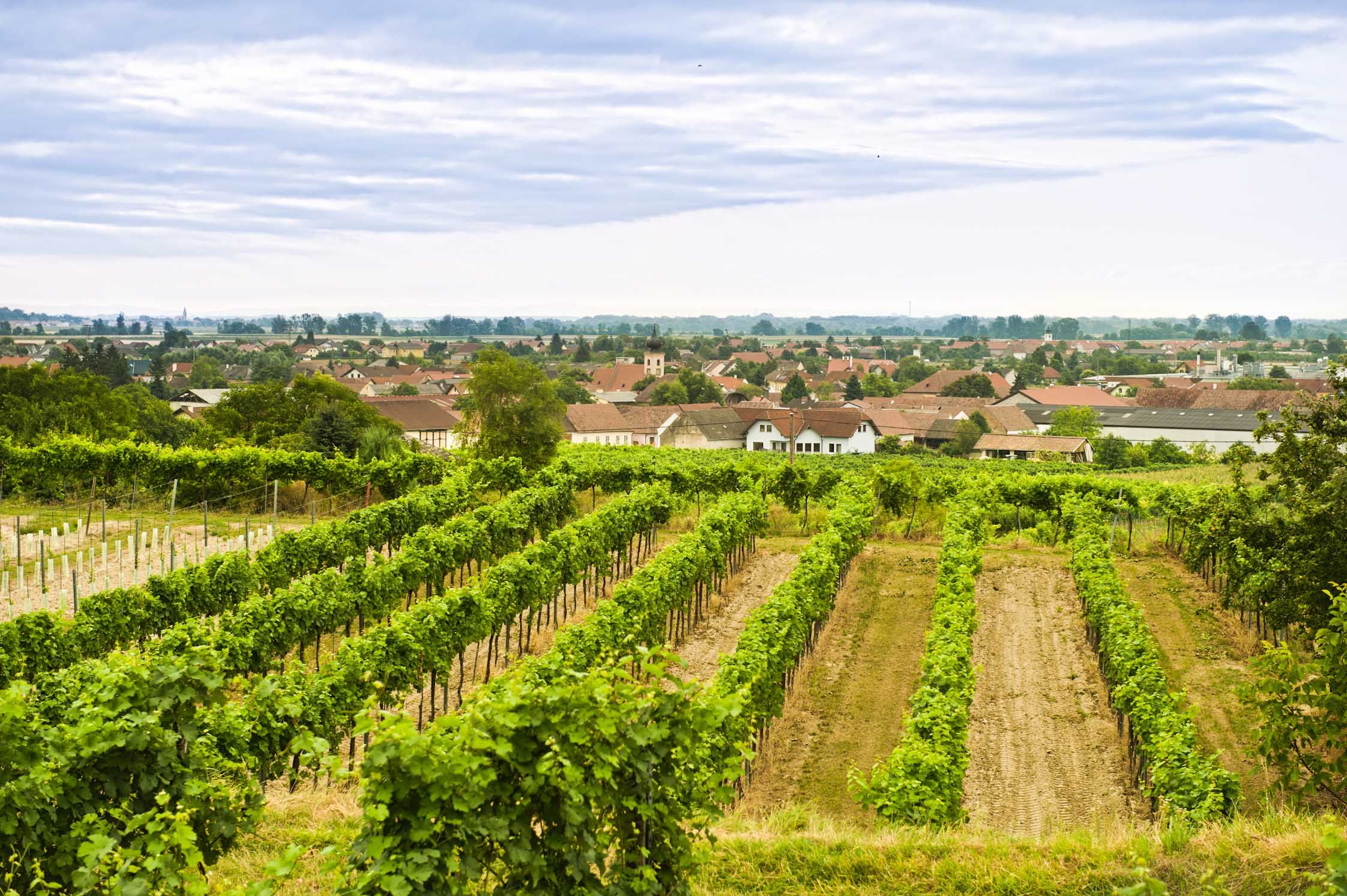 Wine landscape around Gedersdorf