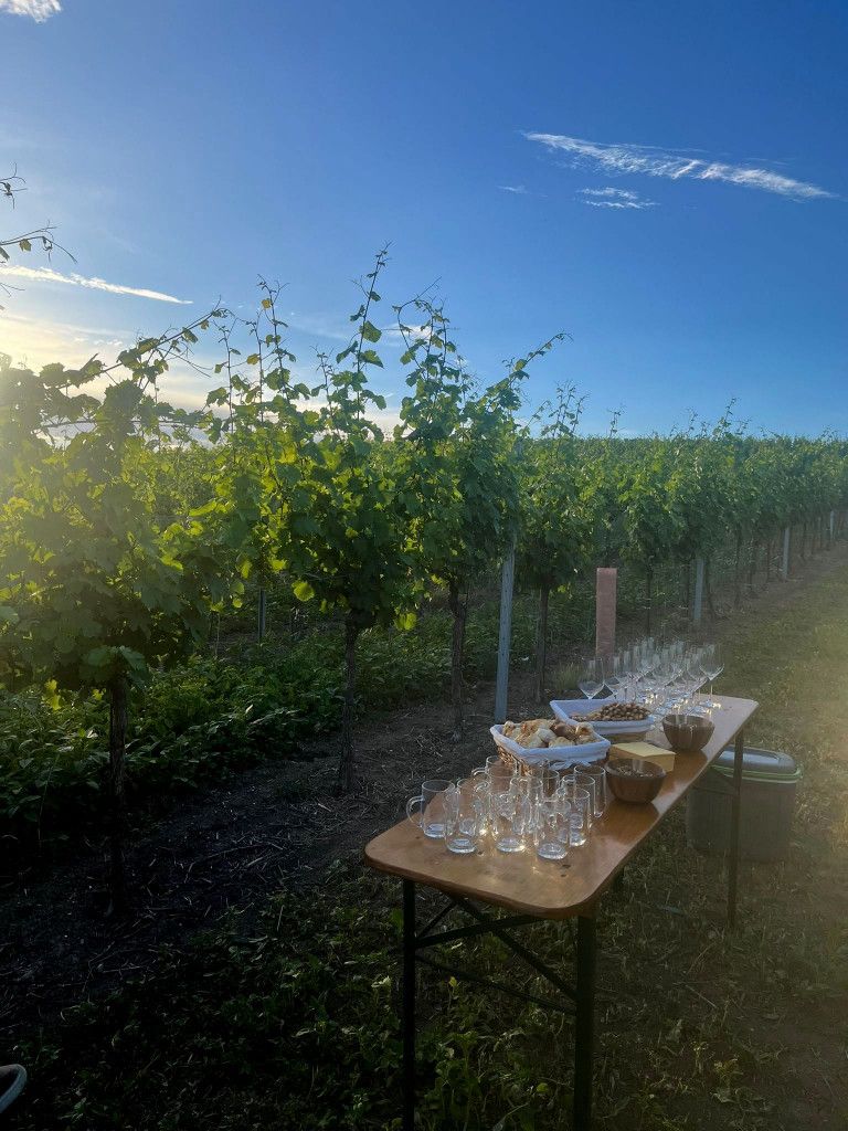 Weinverkostung direkt in den Rieden - Weingut Reinhard Hirsch