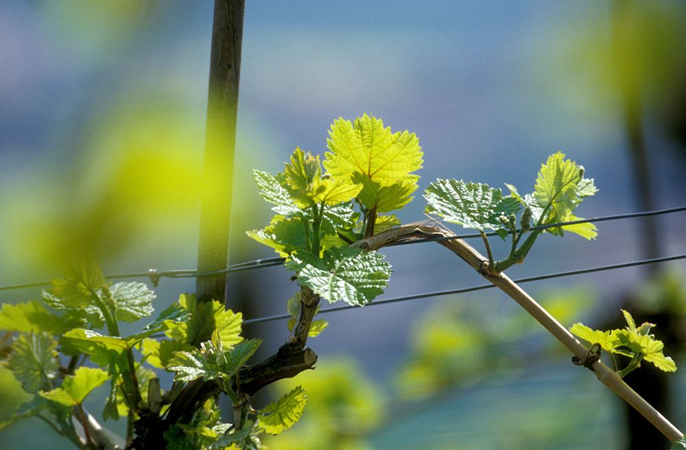Detailní záběr vinné révy s mladými zelenými listy na rozmazaném pozadí.