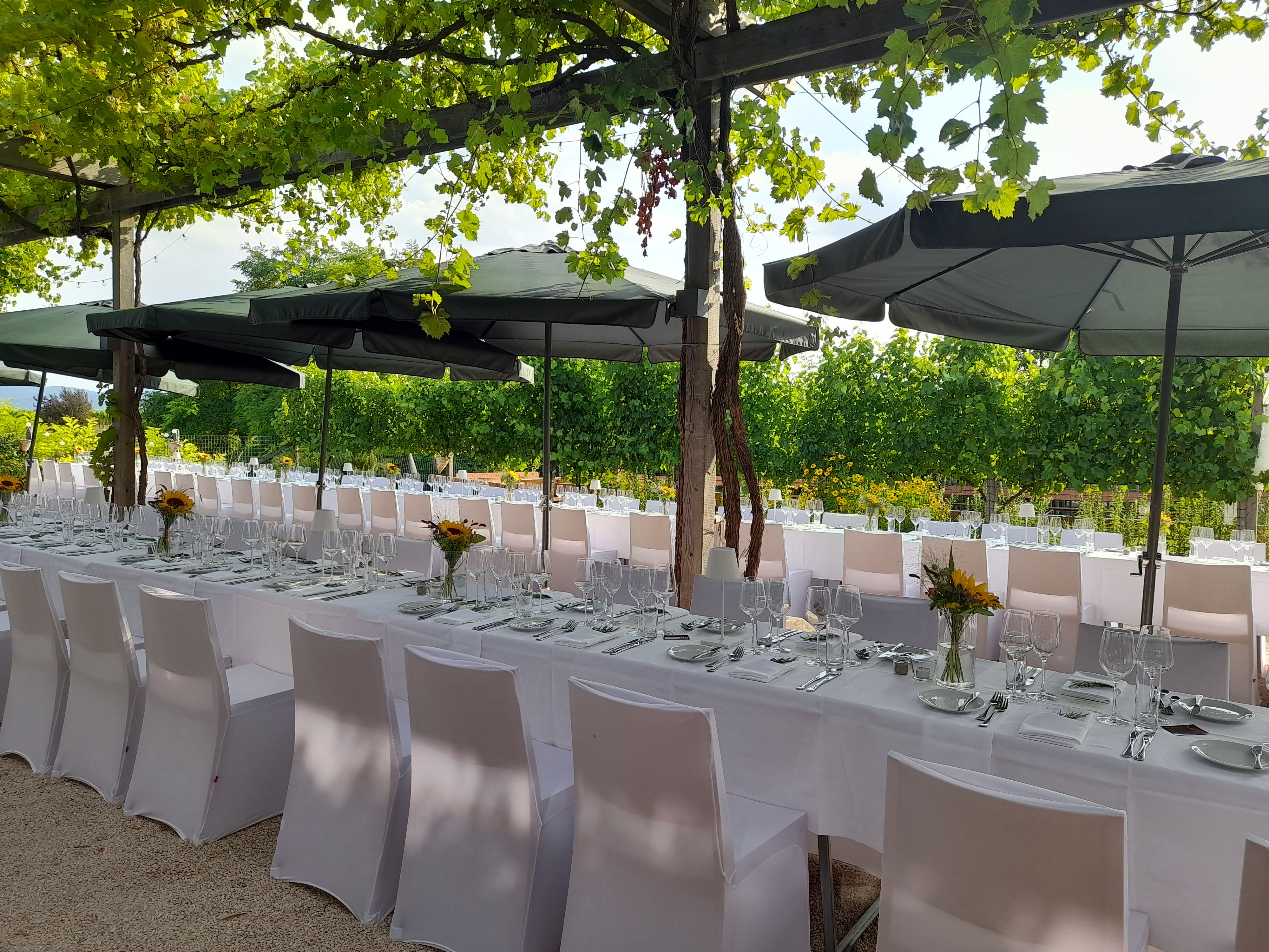 Elegante, lange Tafeln mit weißen Tischdecken und Sonnenblumen in einem Garten unter grünen Weinreben.