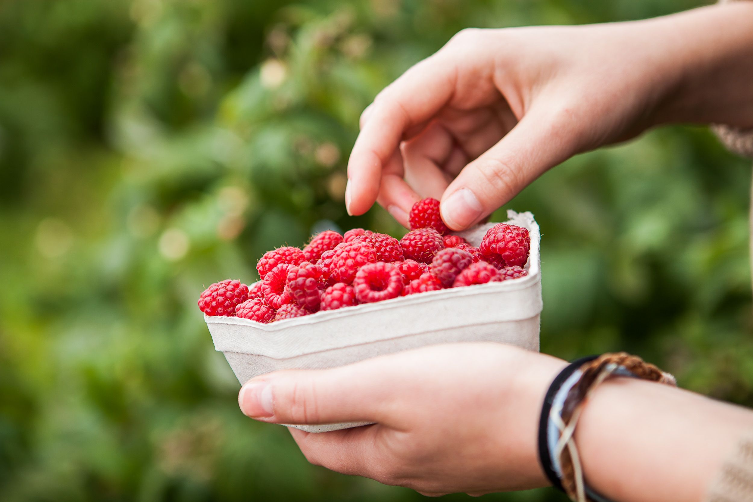 Hände halten eine Schale mit frischen Himbeeren im Freien.