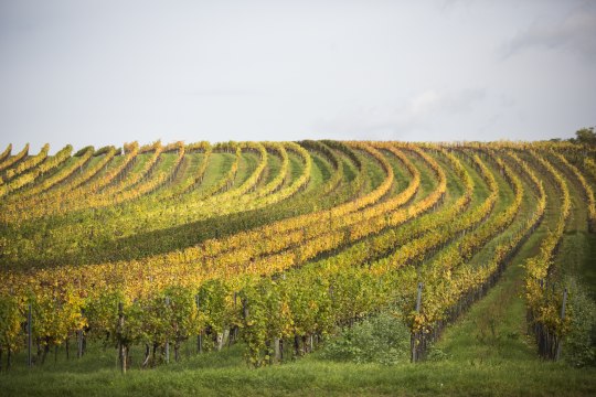 beeindruckenden Weinreben, © Retzer Land / Astrid Bartl