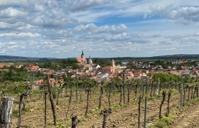Blick auf Pulkau mit Weinbergen im Vordergrund und Kirche im Hintergrund.