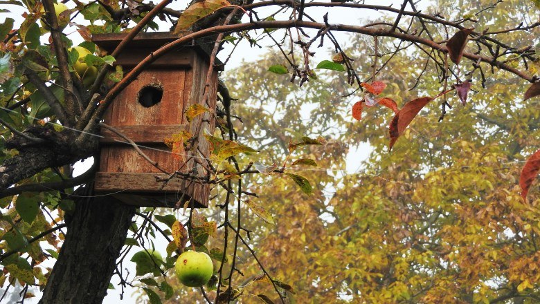 Ein Vogelhaus und ein Apfel hängen an einem Ast im Herbst.