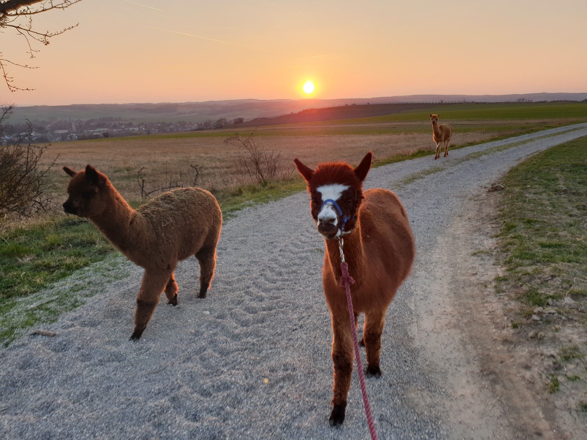 Drei Alpakas auf einem Feldweg bei Sonnenuntergang.