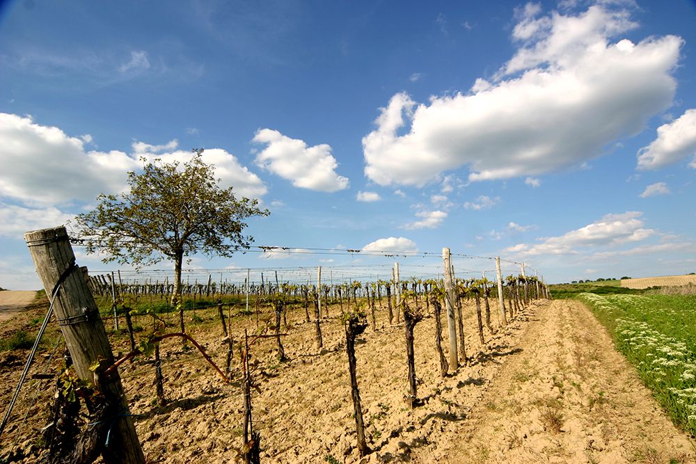 Vineyard with vines and tree under a blue sky with clouds.