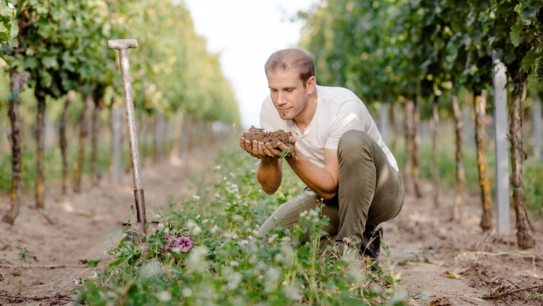 Ein Mann in einem Weinberg kniet und hält Erde in seinen Händen, während er die Pflanzen betrachtet.