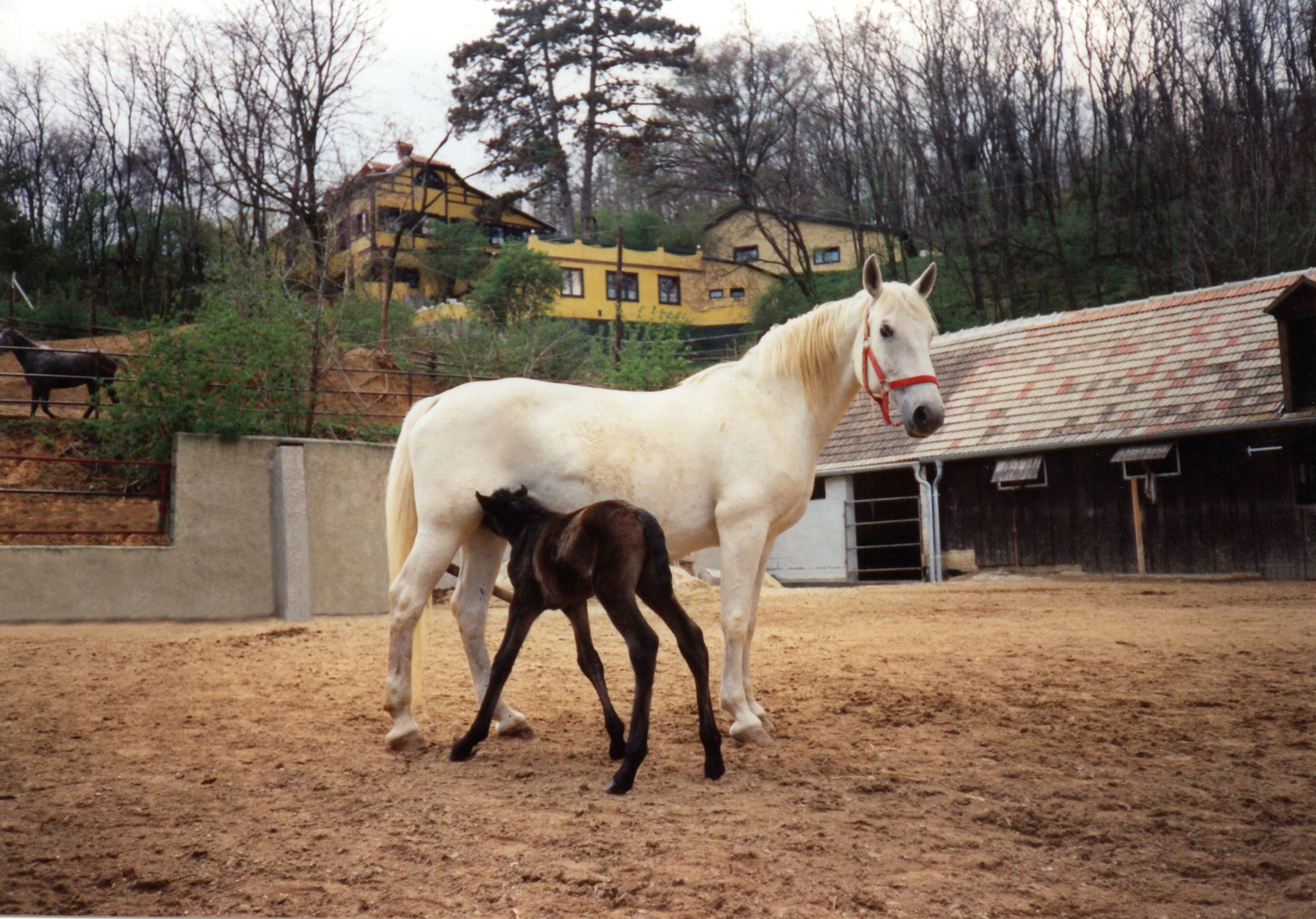 Ein weißes Pferd mit einem Fohlen auf einem Reiterhof, im Hintergrund Gebäude und Bäume.