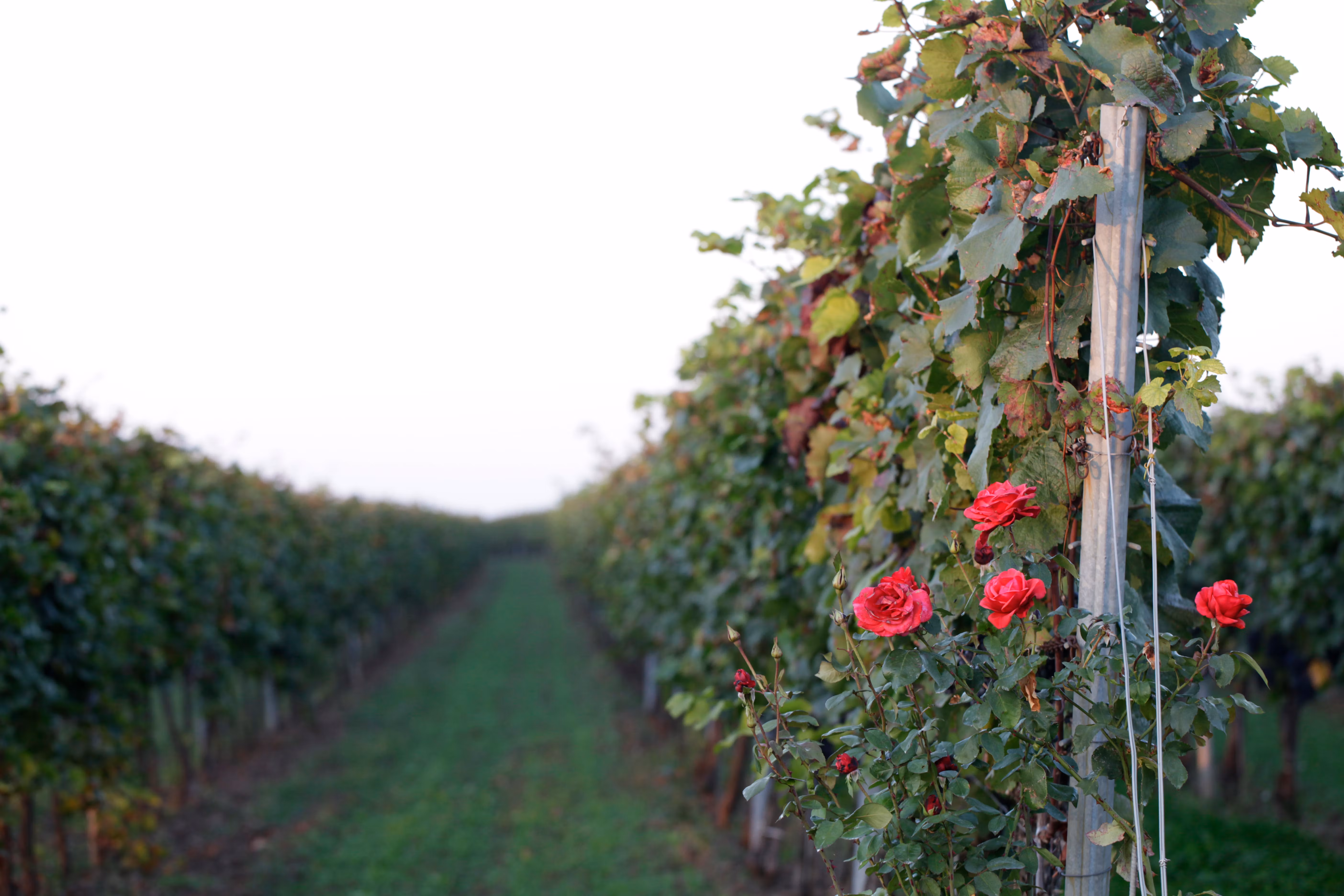 Vines with red roses in the foreground in a vineyard.