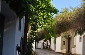 Kopfsteinpflasterstraße in einer Kellergasse mit Weinreben und weißen Gebäuden.