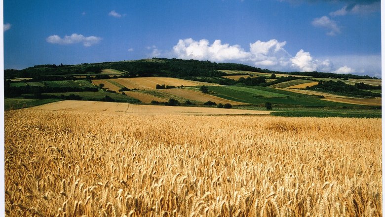 Weizenfeld vor einem Hügel mit Feldern und blauem Himmel.