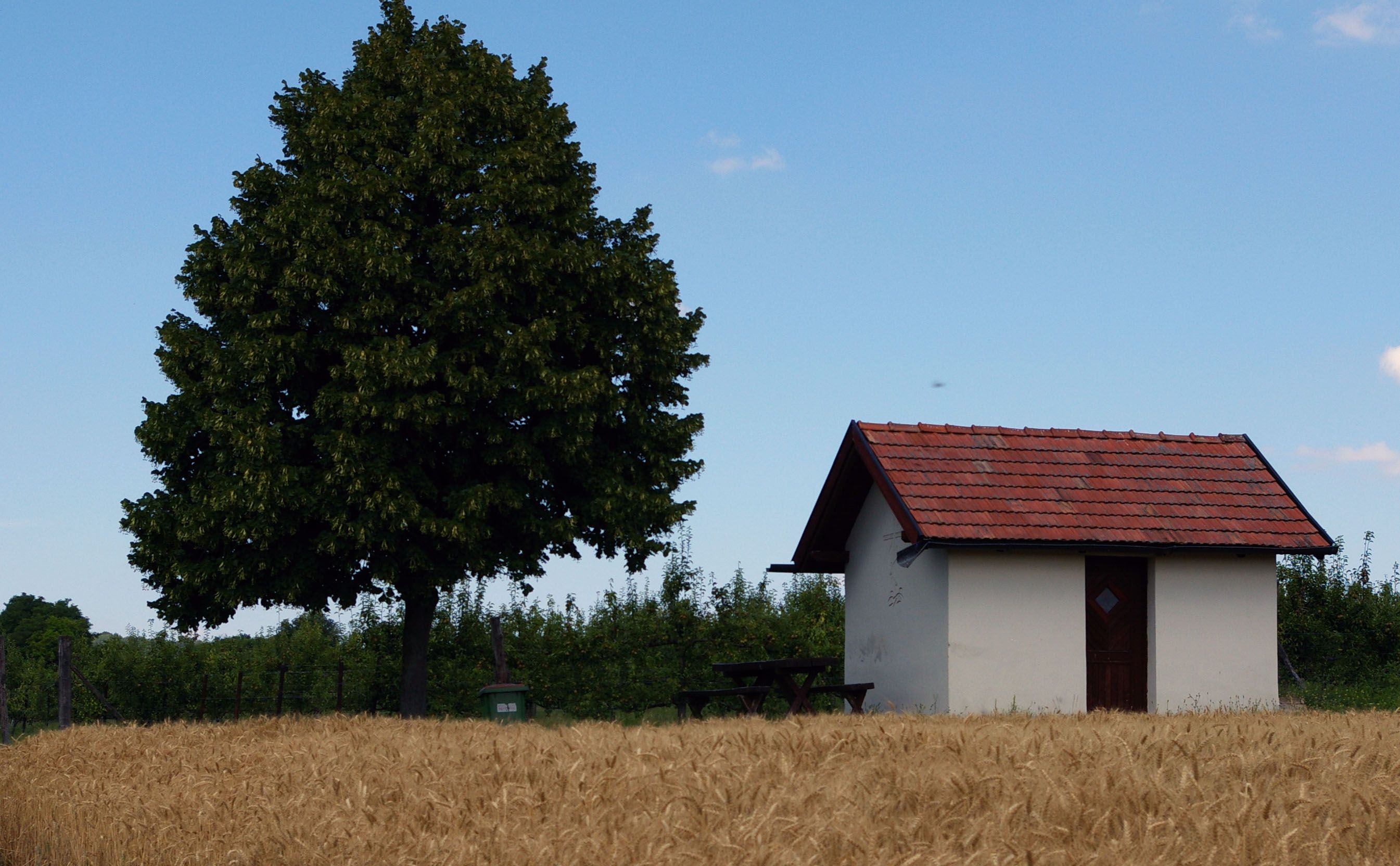 Kleine Hütte mit rotem Dach neben einem großen Baum auf einem Feld.