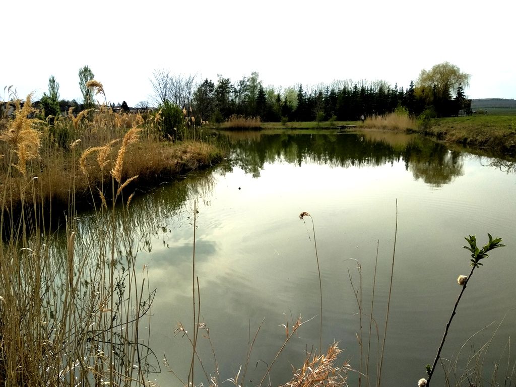 Ein kleiner Teich mit Schilf und Bäumen im Hintergrund.
