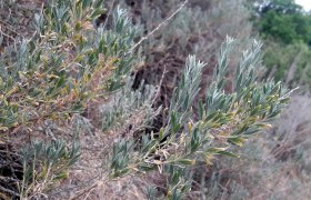 Nahaufnahme von grünen, länglichen Blättern einer Pflanze in einer natürlichen Umgebung.